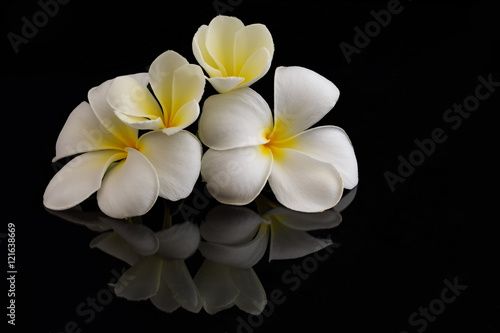Plumeria on black background with reflection