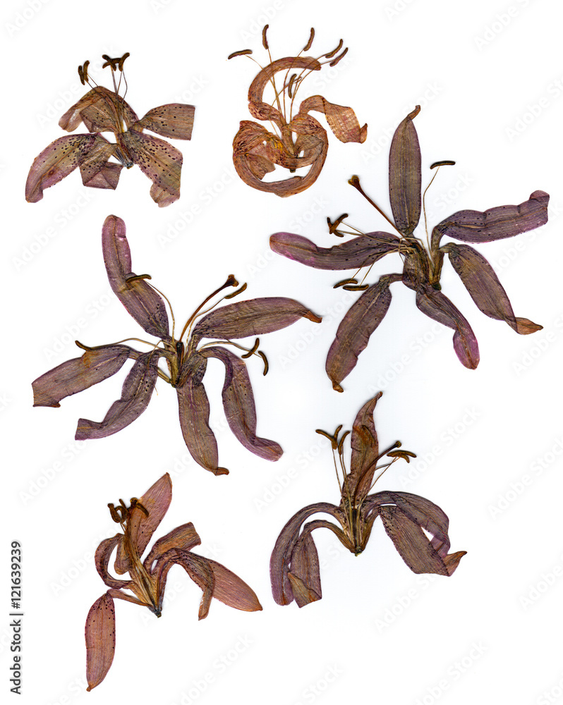 extruded dried lily petals StockFoto Adobe Stock