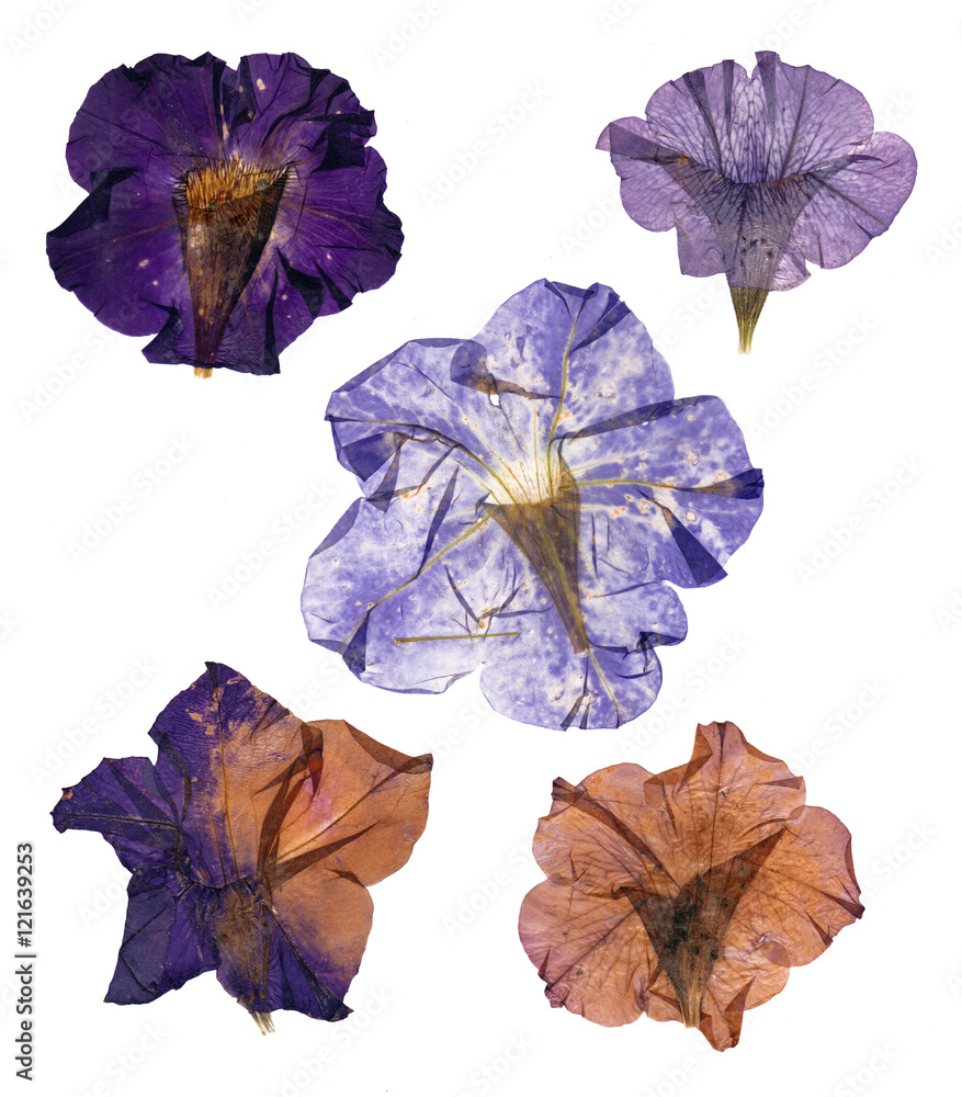 dried pressed colorful petunias