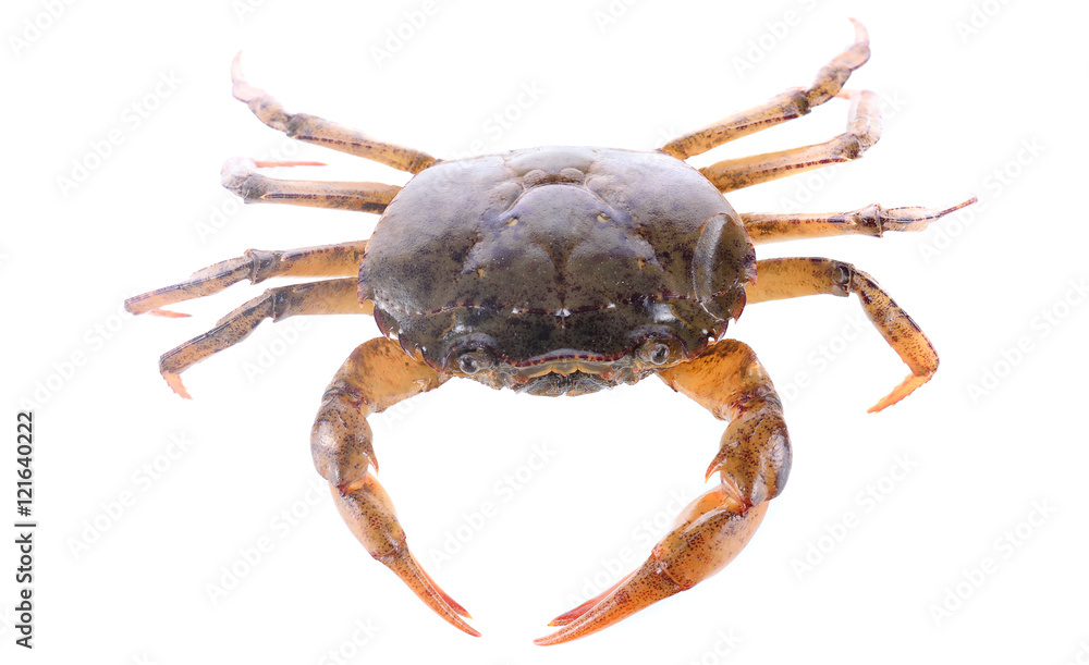 field crab isolated photography on white background