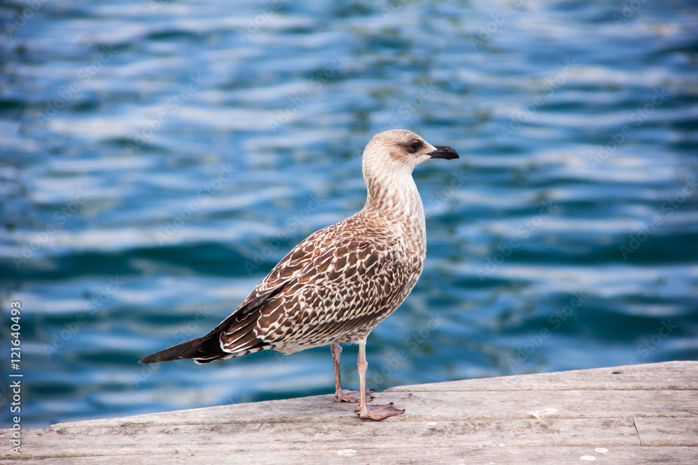 Young mediterranean gull on the pier in Barcelona Young mediterranean gull on the pier in Barcelona