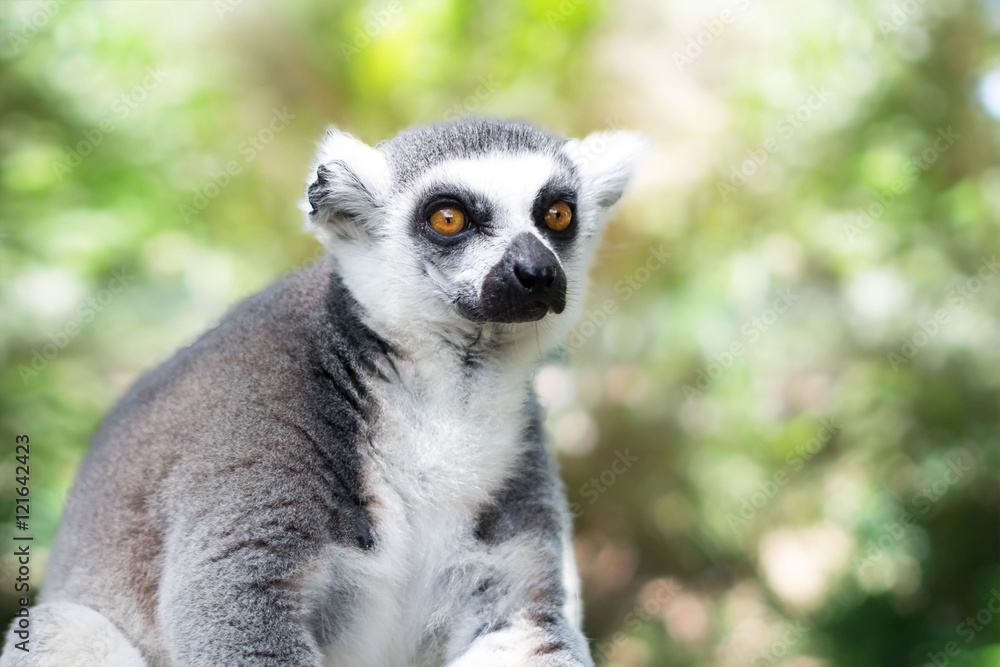 Fototapeta premium Lemur (Lemur catta) orange eyes.