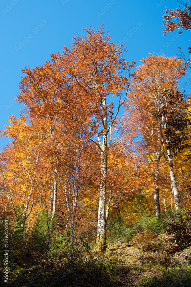 Obraz premium Fabulous colors in the autumn forest on a sunny day