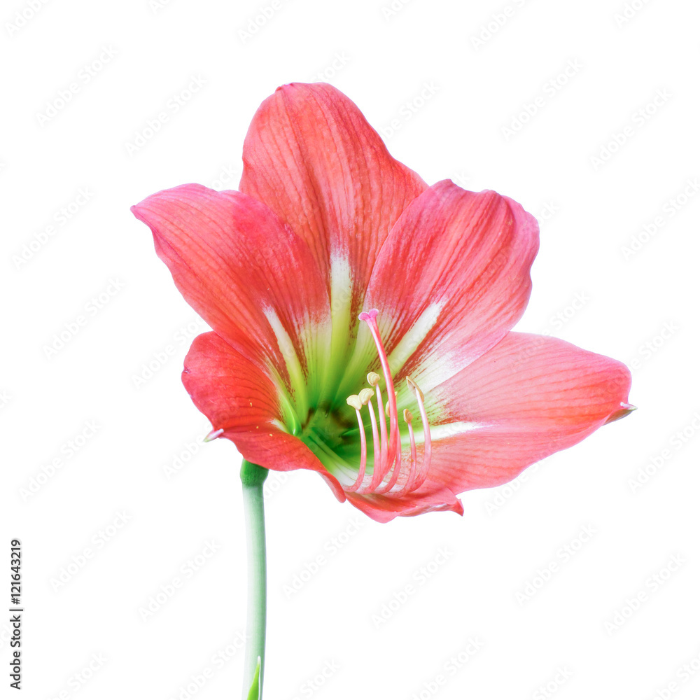 Fototapeta premium Red Hippeastrum flower isolated on white
