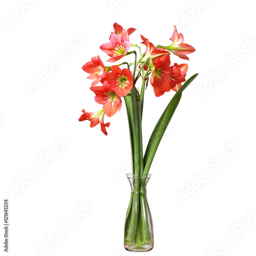 Red Hippeastrum flower isolated on white