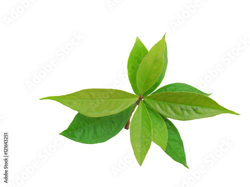 Top view of young seedling isolated with clipping path.