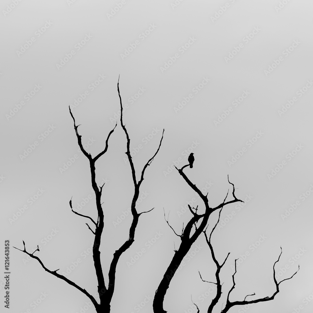 Fototapeta premium vogel