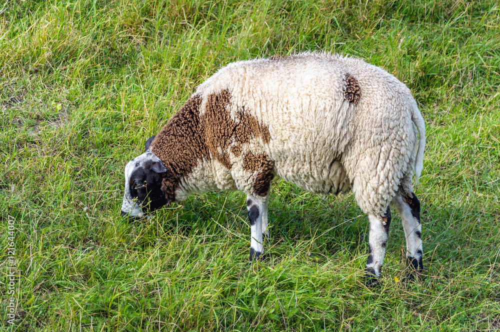 Soft and cuddly sheep grazing in the grass Soft and cuddly sheep grazing in the grass