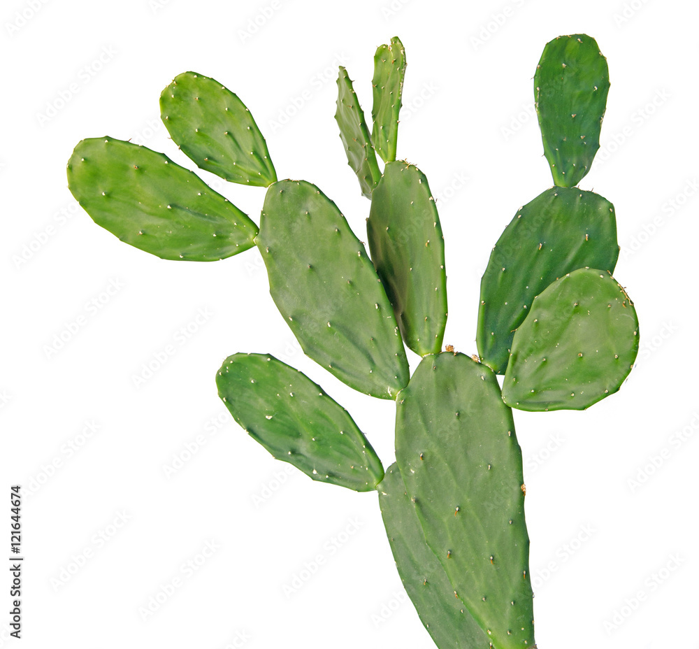 cactus isolated on white background cactus isolated on white background