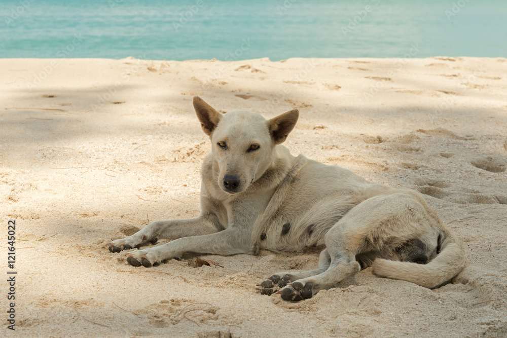 White old stray dog sitting on sandy beach, under the shade of tree