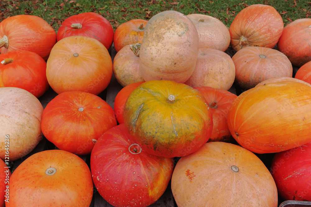Diverse assortment of pumpkins. Autumn harvest.