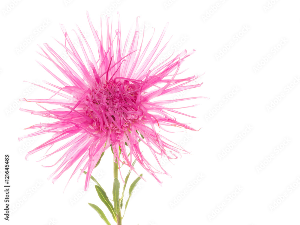 beautiful soft pink flower