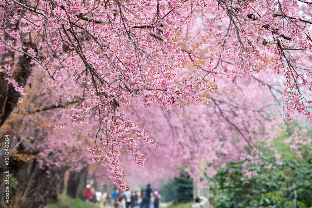 Cherry blossom pathway in Khun Wang ChiangMai, Thailand. Cherry blossom pathway in Khun Wang ChiangMai, Thailand.