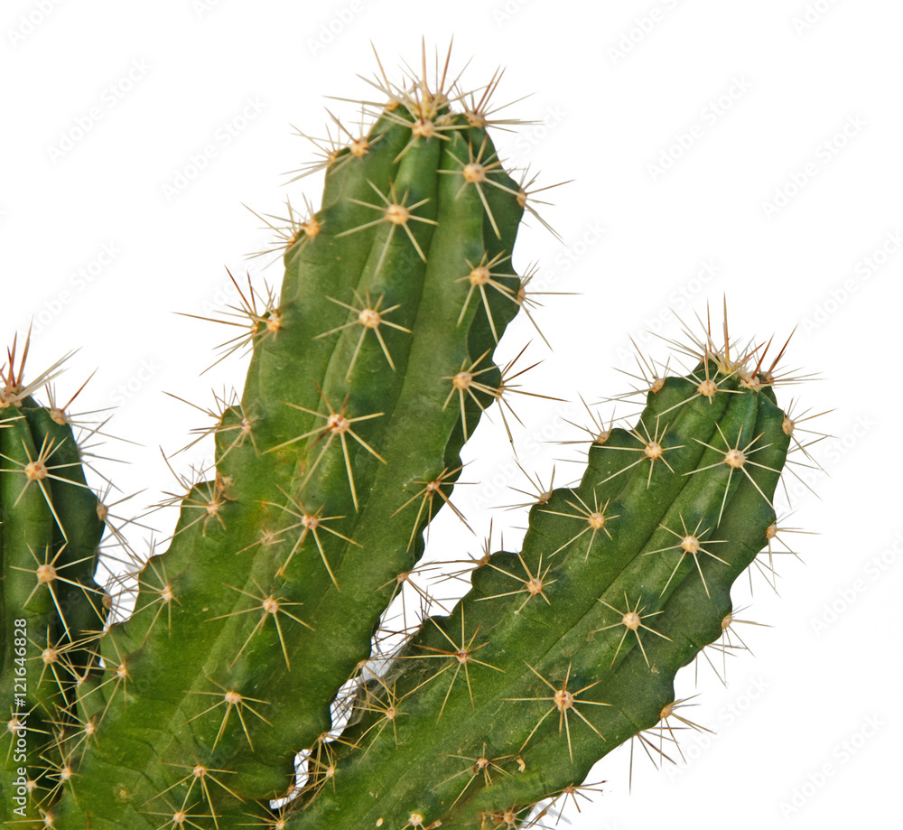 cactus isolated on white background cactus isolated on white background
