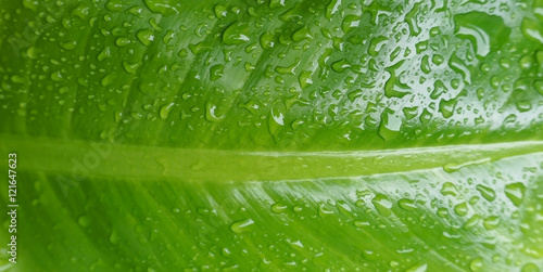 closeup of raindrops on leaf