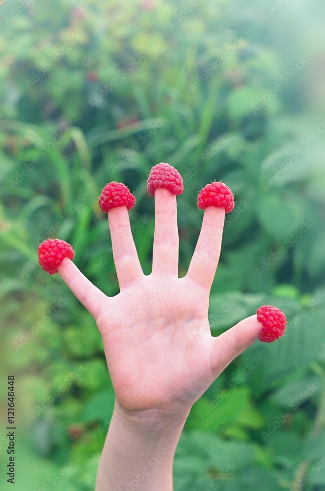 raspberries on the fingers of children's hands on a background of raspberry bushes raspberries on the fingers of children's hands on a background of raspberry bushes