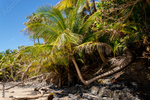 Fotografie Nature’s Oddity A coconut Tree growing 90 degrees