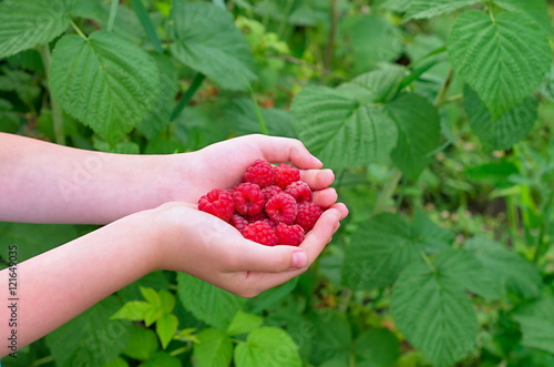 ripe raspberries in children's palms on the background of green leaves