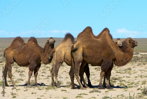 Camels in the Mongolian desert