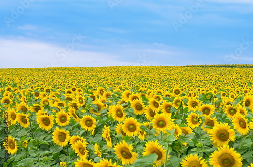 field with flowering sunflowers on a background of blue sky