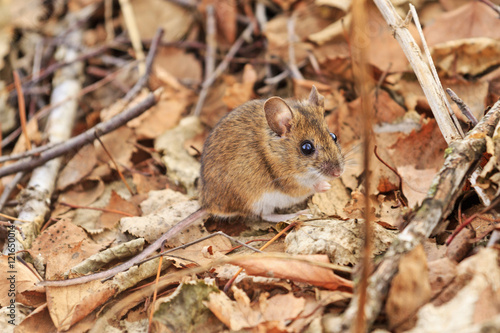 field mouse among autumn leaves