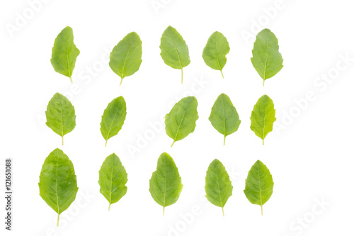 Holy Basil,Ocimum sanctum isolate on white