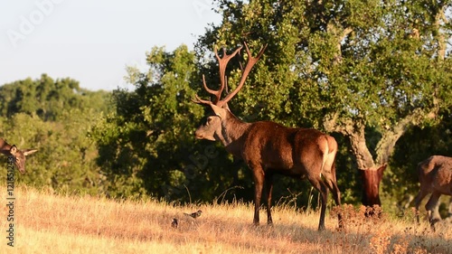 A adult red deer stag.
