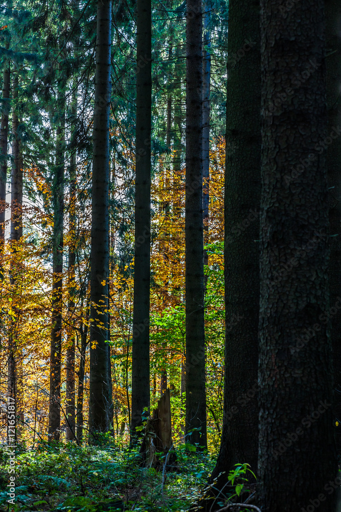 Fototapeta premium wald im herbst