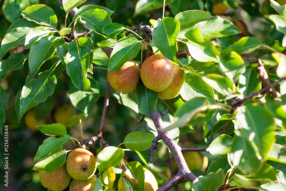 Ripe organic pears on tree branch in the garden Ripe organic pears on tree branch in the garden