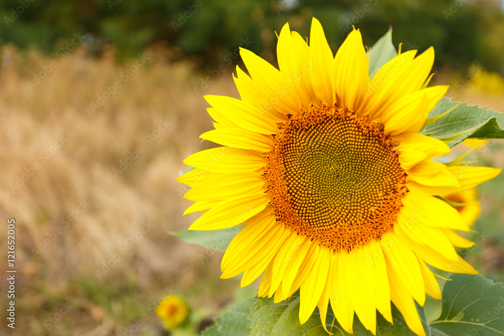 Fototapeta premium Close up of sunflower head