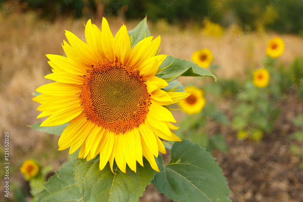 Fototapeta premium Close up of sunflower head