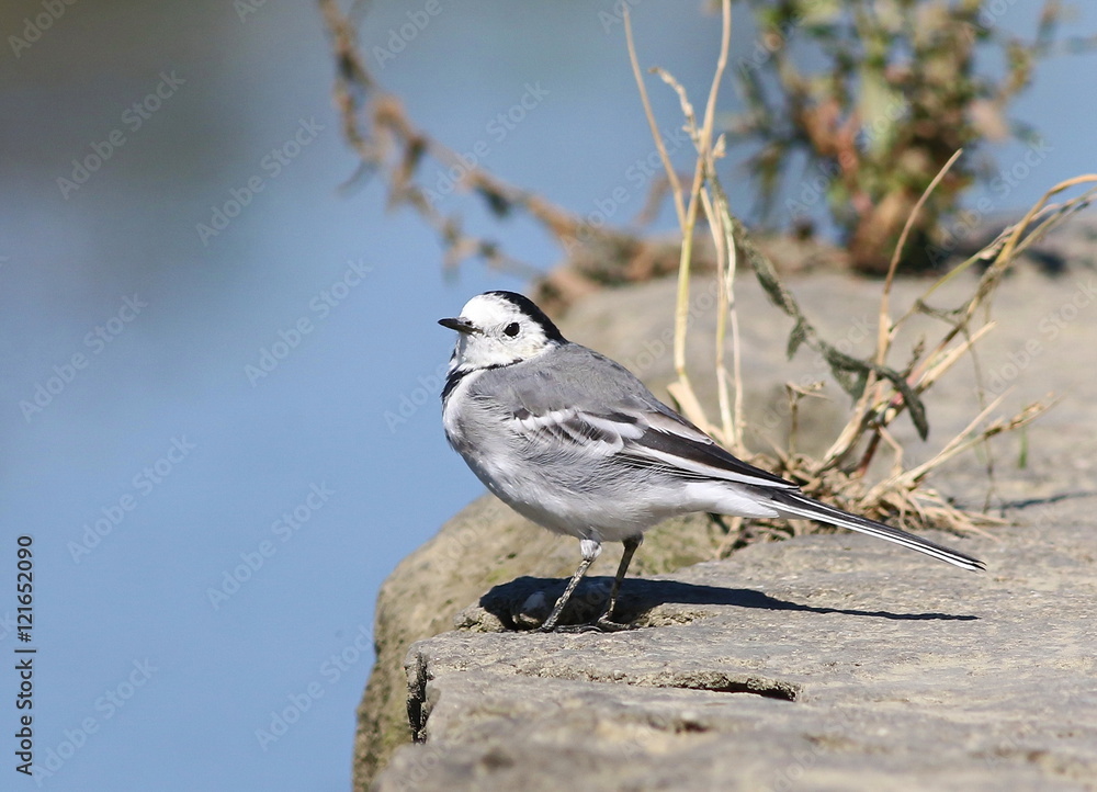 White Wagtail on river, Motacilla alba White Wagtail on river, Motacilla alba
