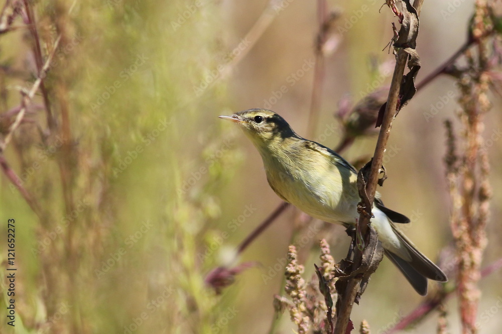 Common Chiffchaff on branch, phylloscopus collybita Common Chiffchaff on branch, phylloscopus collybita