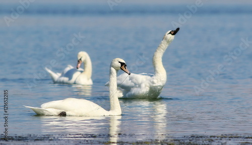 mute swan on blue river  cygnus olor
