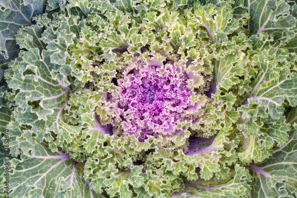 Fresh big cabbage in the garden, top view Fresh big cabbage in the garden, top view