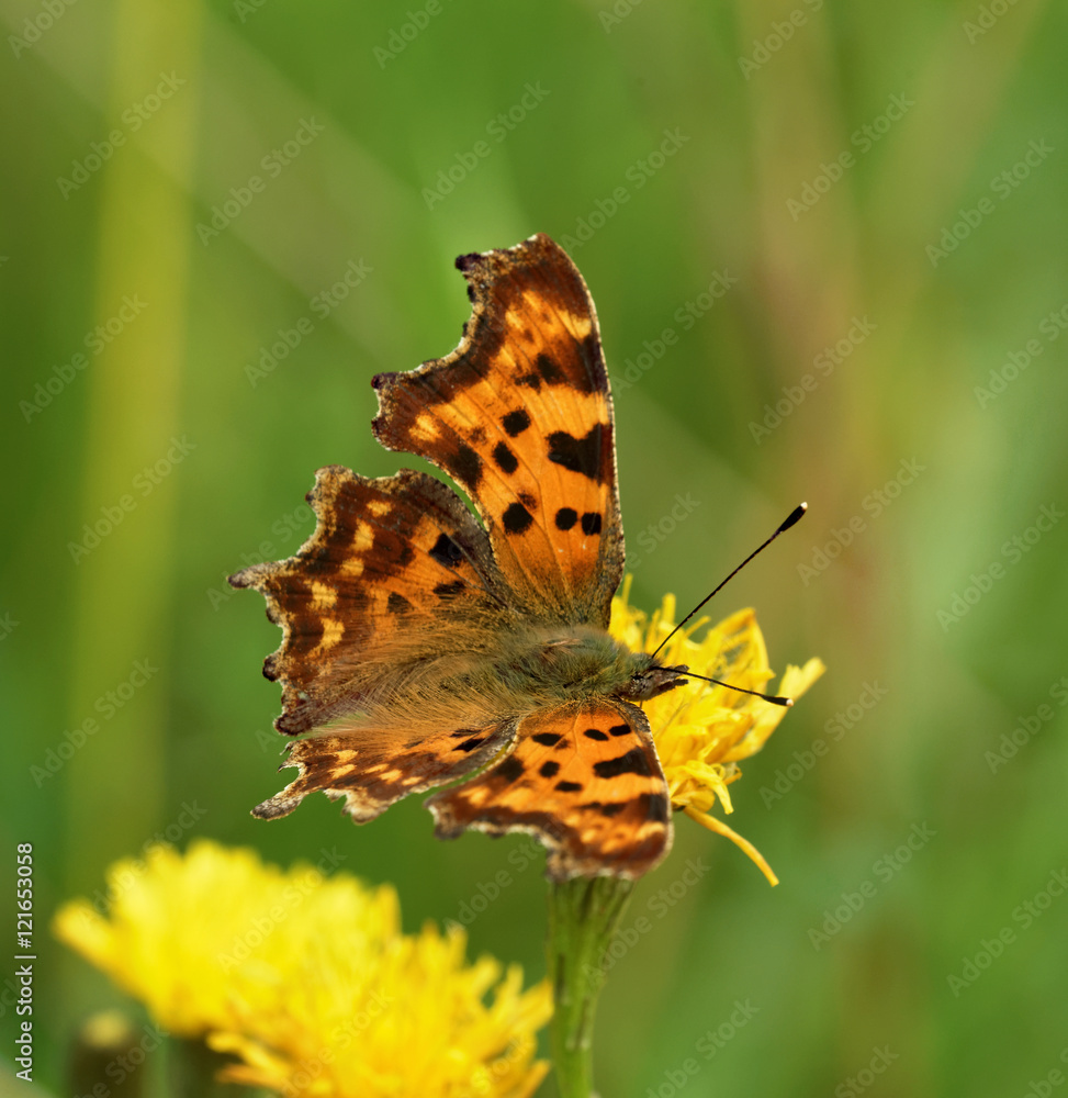 Obraz premium Comma butterfly