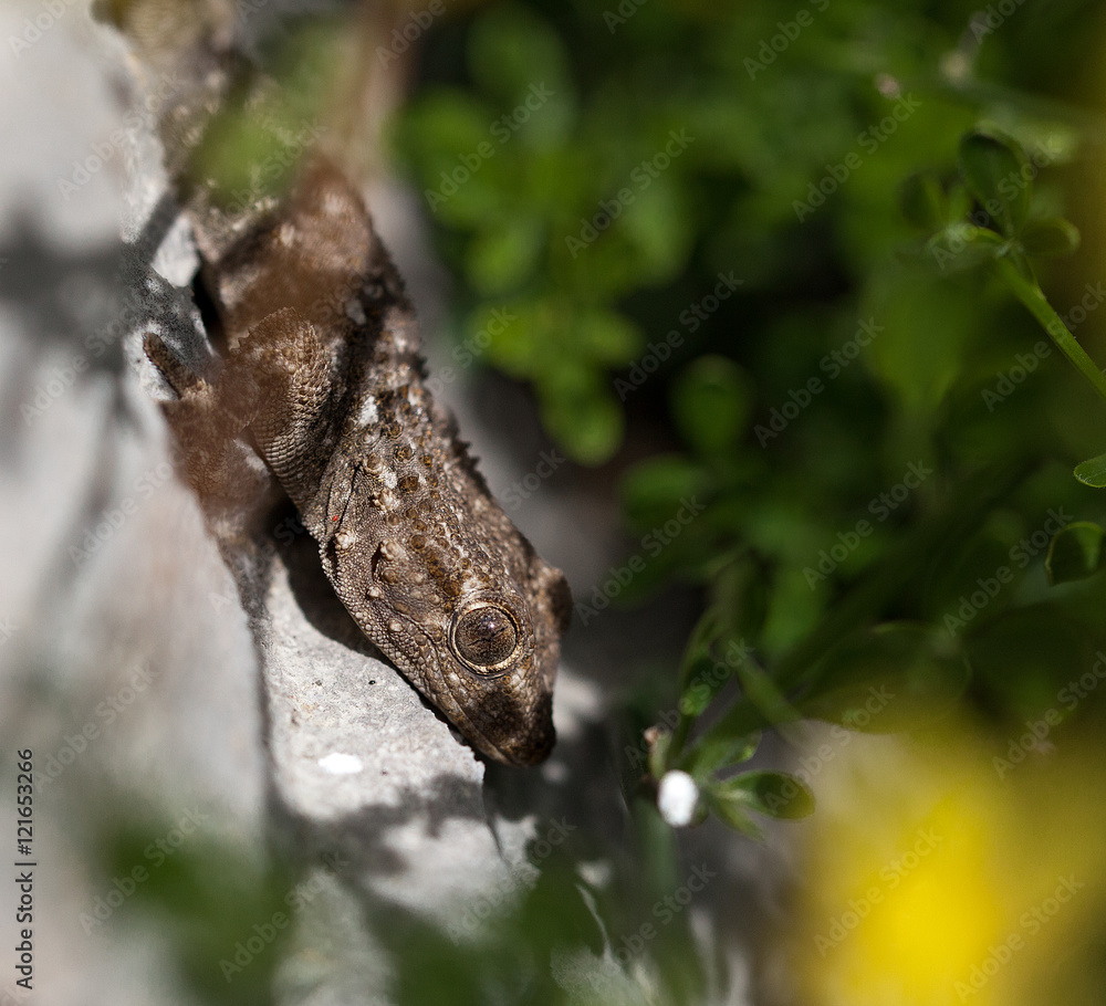 Obraz premium gecko sur une pierre - provence