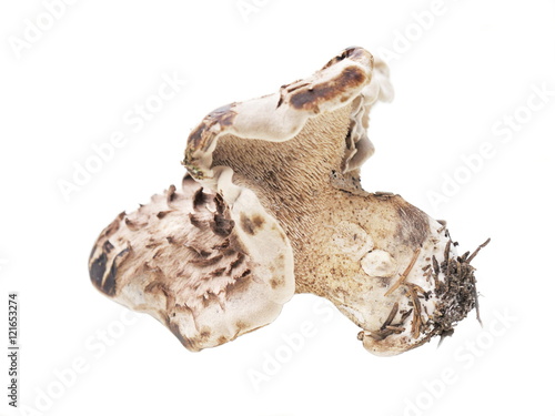 Shingled hedgehog mushroom on white background
