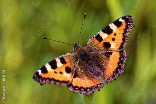 Tortoiseshell Butterfly © heitipaves