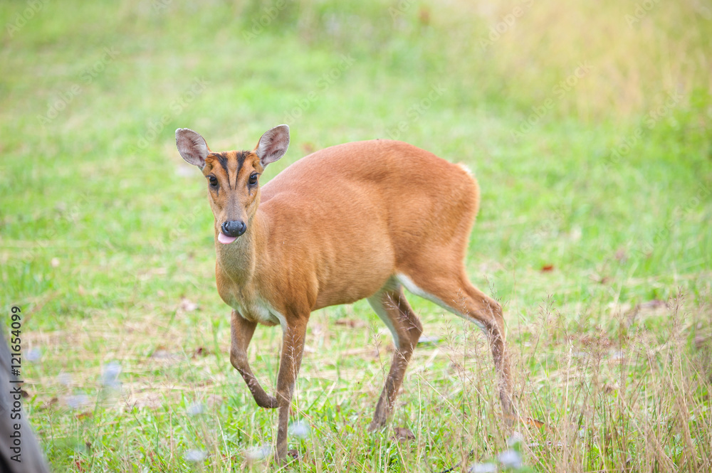 Barking deer in a field of grass ,Khao Yai National Park Barking deer in a field of grass ,Khao Yai National Park