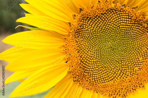 Sunflower head close up, part of flower