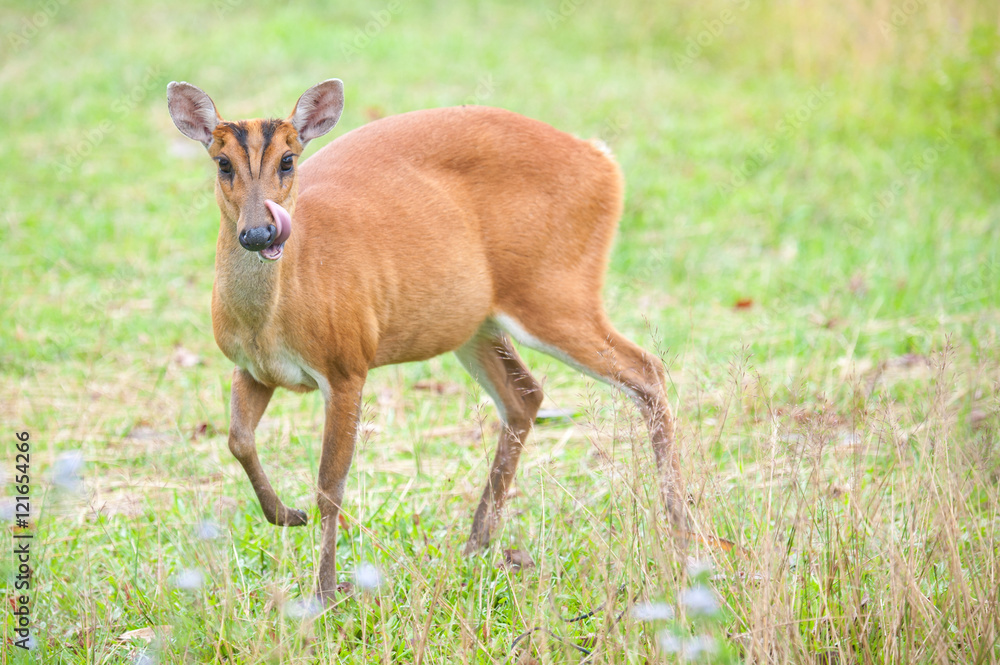 Barking deer in a field of grass ,Khao Yai National Park
