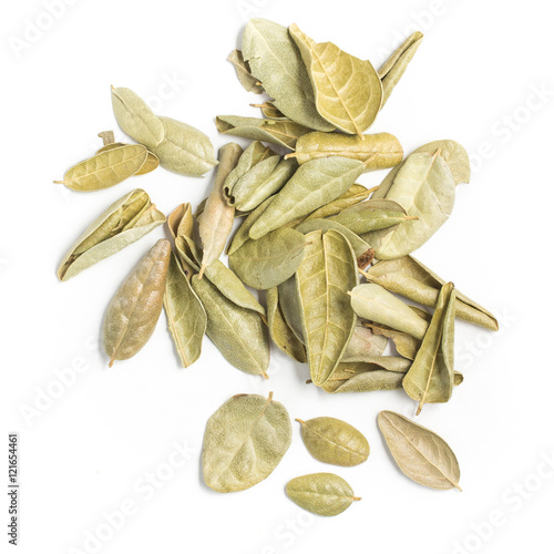 Brazilian Boldo Leaves. Close-up Photo