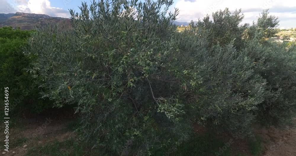 Oliveti carichi di olive pronte per il raccolto in campagna. Oliveti carichi di olive pronte per il raccolto in campagna.