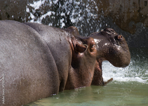 Animal de zoo - hippopotame