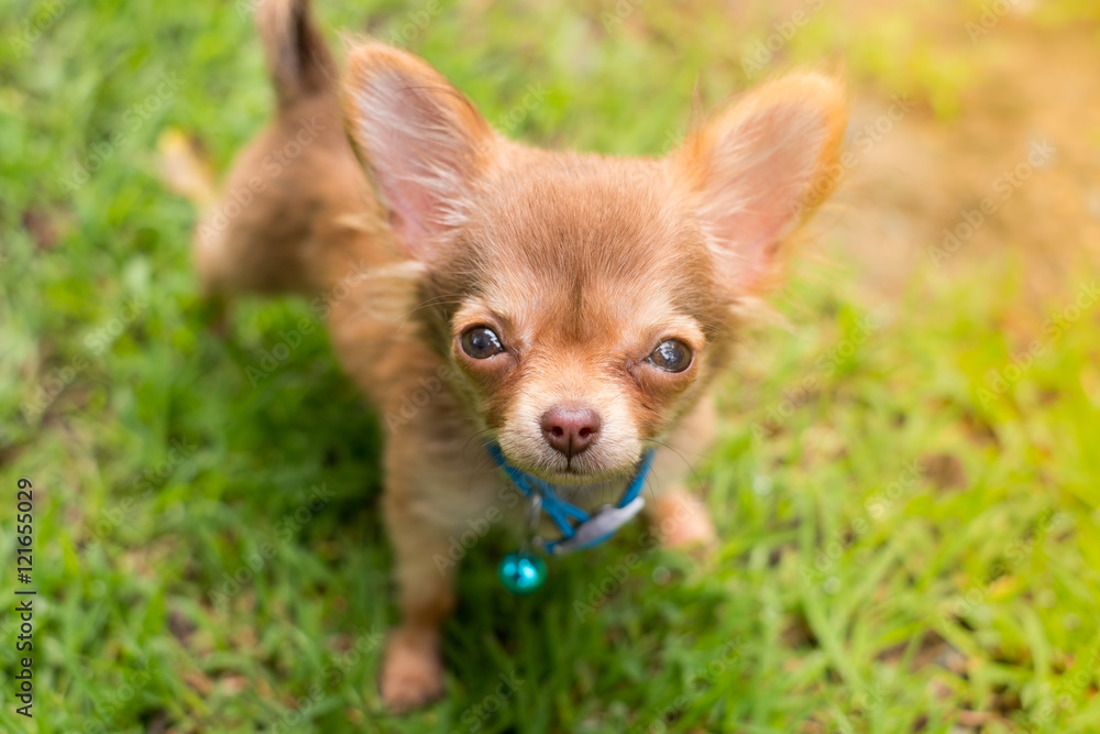 Chihuahua Standing on Grass Lawn