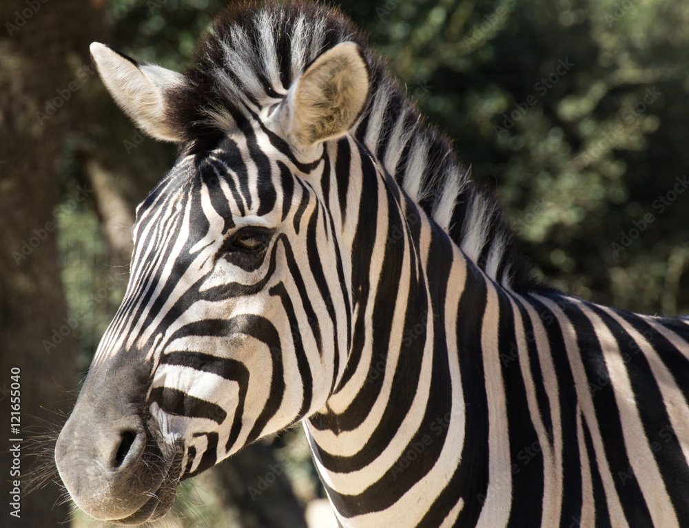 Fototapeta premium Animal de zoo - zèbre