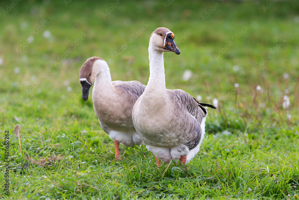 two gray goose two gray goose