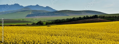 Landscape with Mountains and yellow rape fields photo