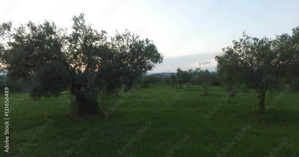 Vista di oliveti con prato verde in un pomeriggio in campagna. Vista di oliveti con prato verde in un pomeriggio in campagna.